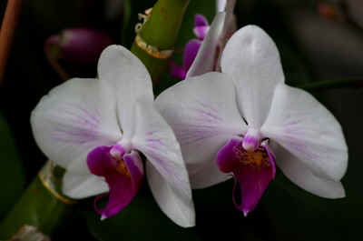 orchide2021-30.JPG (120360 octets)
