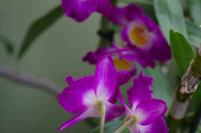 orchide2021-35.JPG (125624 octets)