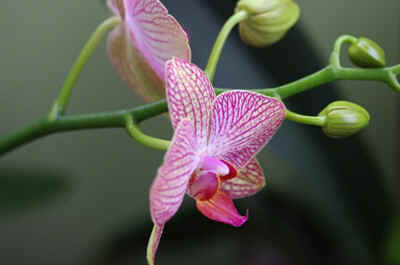 orchide2021-38.JPG (127203 octets)