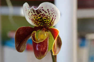 orchide2021-64.JPG (124180 octets)