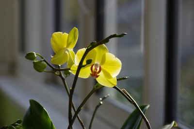 orchide2023-1.JPG (116864 octets)