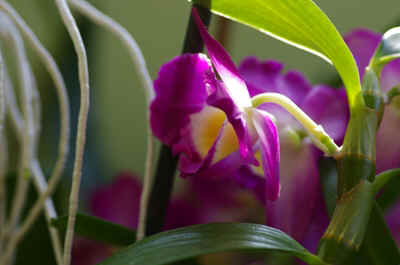 orchide2023-10.JPG (129114 octets)