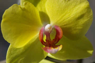orchide2023-11.JPG (124468 octets)