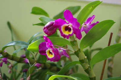 orchide2023-13.JPG (136581 octets)
