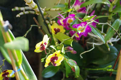orchide2023-14.JPG (150769 octets)