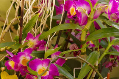 orchide2023-15.JPG (139126 octets)