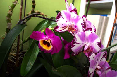 orchide2023-16.JPG (155077 octets)