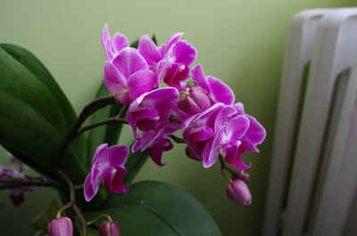orchide2023-17.JPG (127272 octets)