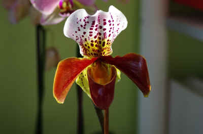 orchide2023-3.JPG (117745 octets)