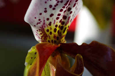 orchide2023-5.JPG (121169 octets)