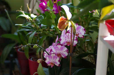 orchide2023-6.JPG (143217 octets)