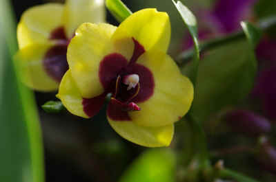 orchide2023-8.JPG (115708 octets)