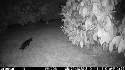 Camera-A-2025-2-PH-Chat.JPG (19063 octets)