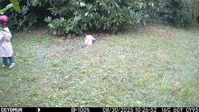 Camera-A-2025-91-PH-Chat.JPG (23922 octets)