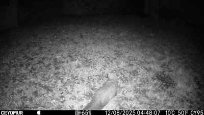 Camera-A-2025-92-PH-fouine.JPG (31253 octets)