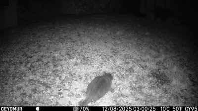 Camera-A-2025-93-PH-chat.JPG (31825 octets)