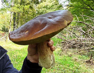 Champignon 2025-1.jpg (63415 octets)