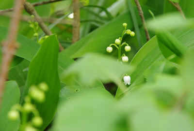 Muguet2012-1.JPG (111145 octets)