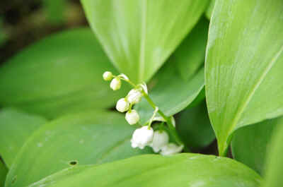 Muguet2012-2.JPG (110461 octets)