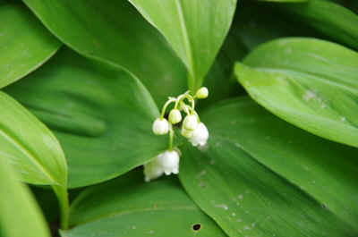 Muguet2012-4.JPG (116147 octets)