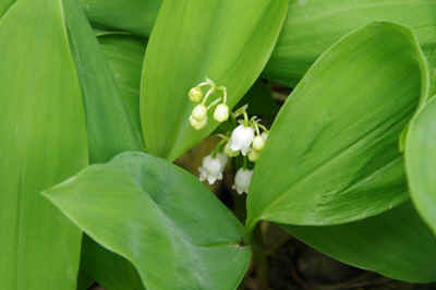 Muguet2012-5.JPG (119095 octets)