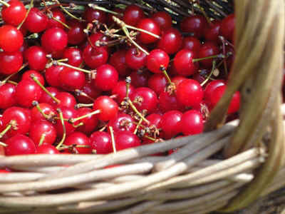 cerises2.jpg (77701 octets)