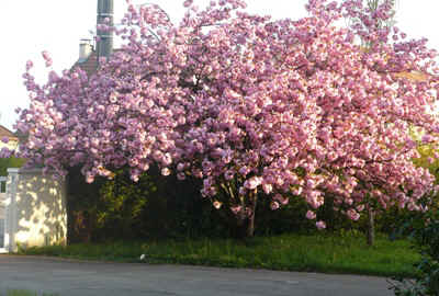 cerisier2011-1.JPG (79586 octets)