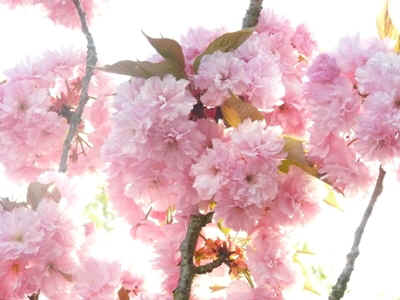 cerisier2011-3.JPG (79570 octets)