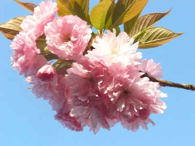 cerisier2011-5.JPG (80342 octets)