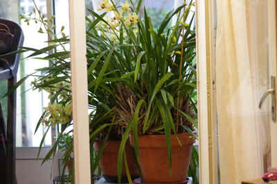 cymbidium2023-1.JPG (157723 octets)