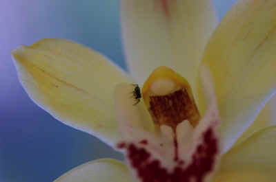 cymbidium2023-10.JPG (115935 octets)