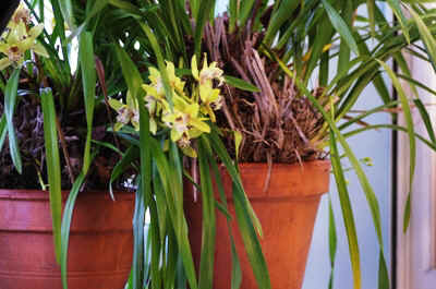 cymbidium2023-2.JPG (168822 octets)