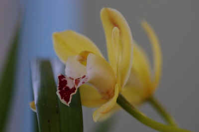 cymbidium2023-3.JPG (113765 octets)