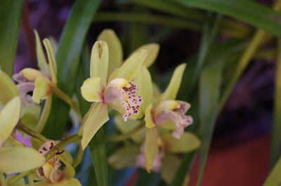 cymbidium2023-4.JPG (127153 octets)