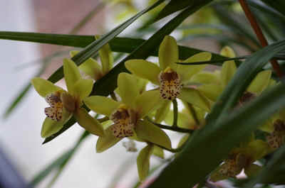 cymbidium2023-5.JPG (134077 octets)