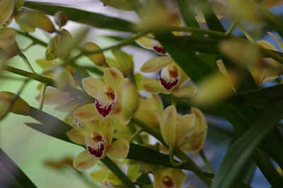 cymbidium2023-7.JPG (12530 octets)