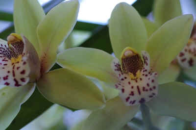 cymbidium2023-9.JPG (126940 octets)