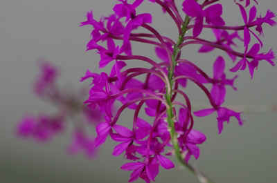 epidendrum2023-6.JPG (135328 octets)