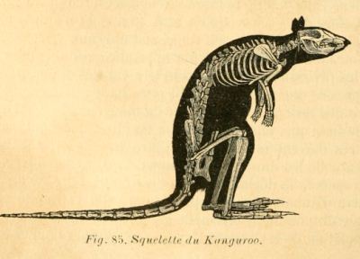 kangourou.jpg (17891 octets)