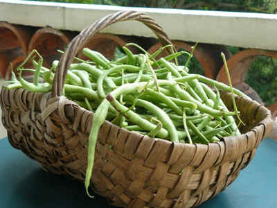 lgumes2.JPG (98876 octets)