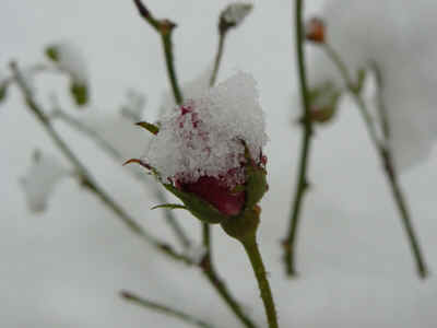 neige2010-7.JPG (62087 octets)