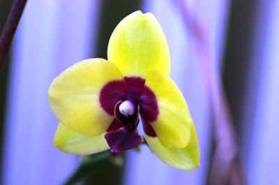 orchidée2021-13.JPG (125377 octets)