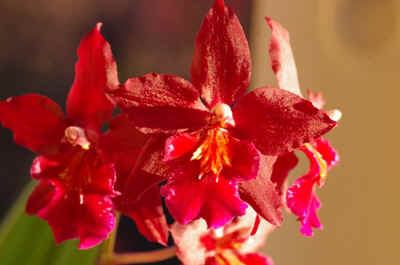orchidée2021-2.JPG (111083 octets)