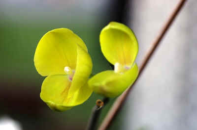 orchidée2021-20.JPG (120283 octets)
