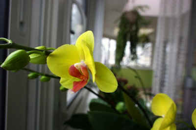 orchidée2021-23.JPG (125239 octets)