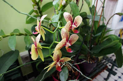 orchidée2021-24.JPG (152132 octets)
