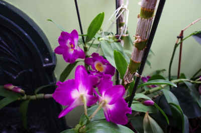 orchidée2021-25.JPG (145185 octets)