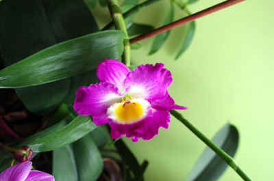 orchidée2021-26.JPG (131760 octets)