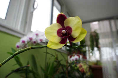 orchidée2021-27.JPG (123332 octets)
