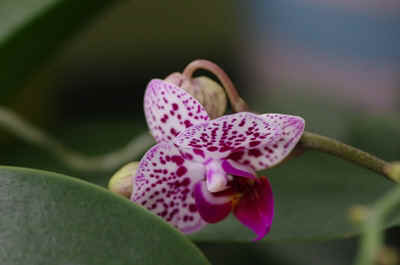 orchidée2021-40.JPG (124491 octets)